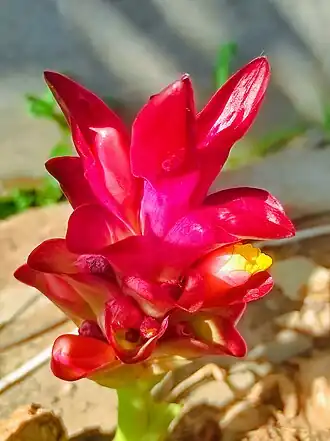 Description de l'image "+arya+" kencur bunga Curcuma zanthorrhiza 2023 0.jpg.