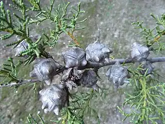 Description de cette image, également commentée ci-après