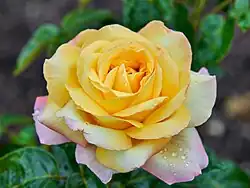 illustration de Meilland