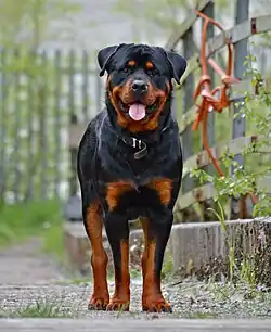 Un rottweiler.