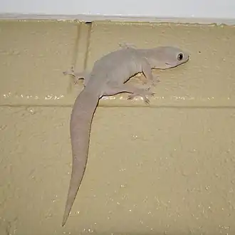 Description de l'image "Stow-away" Northern Dtella (Gehyra australis) probably hitched a ride down south on a truck. (8851269349).jpg.