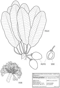 Dessin botanique de 2013.