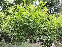 Zanthoxylum fagara, plante hôte de Papilio andraemon