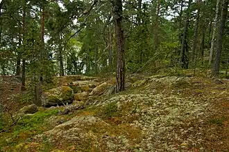 Forêt de conifère dans la partie Ouest de l'île.