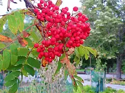 Sorbier à Lövskogen.