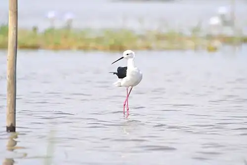 Échasse blanche, Himantopus himantopus, Black-winged Stilt - lac Kinkony, Madagascar.