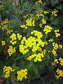 Éclairage sur les inflorescences.
