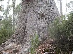 Écorce d Eucalyptus tasmaniensis au Mount Rufus, Tasmanie