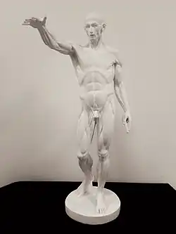 Reproduction en plâtre d'après Houdon.