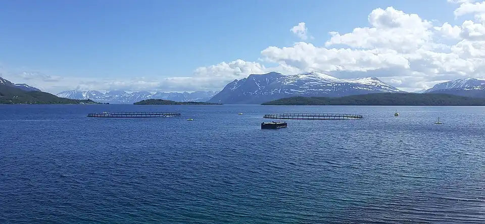 Élevages de saumons devant les îles de Risøya et Nipøya à la jonction entre le Grøtsundet et le Langsundet.