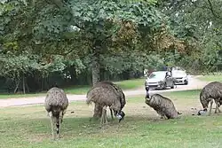 Des émeu d'Australie.