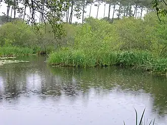 Étang d'Aureilhan par temps de pluie