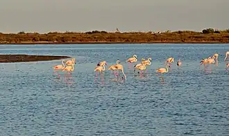 Image illustrative de l’article Étang de Pissevaches