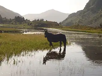 Un cheval, les pieds dans l'eau et où poussent des herbes, se tient arrêté ; des montagnes composent l'arrière-plan.