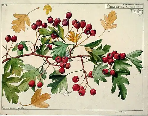 Etude de fruits d'aubépine, début du 20è siècle, Henri Bergé, Musée de l'Ecole de Nancy.