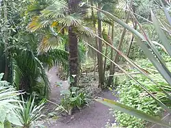 Palmier à chanvre expédié de Chousan par Charles de Montigny sept ans après l'entrée en vigueur du traité de Whampoa puis planté en 1856 à Porzantrez.