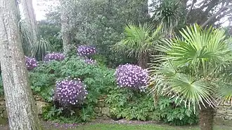 Géranium de Madère à la senteur de salpètre dont les pétioles suppléent aux racines.