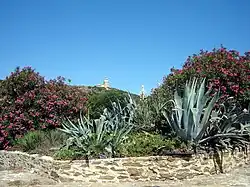 Photographie couleur de végétation de type maquis depuis un chemin.