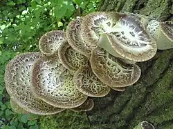 Polypores écailleux (Polyporus squamosus).