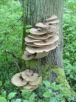 Polypores écailleux (Polyporus squamosus).