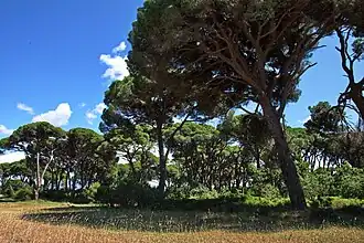 Image illustrative de l’article Forêt de Strofyliá