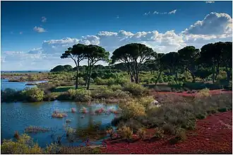 Pins parasols et berges de la lagune de Prokópos recouvertes de Halocnemum strobilaceum