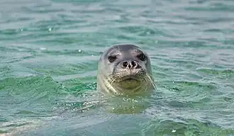 Un Phoque moine de Méditerranée (Monachus monachus)