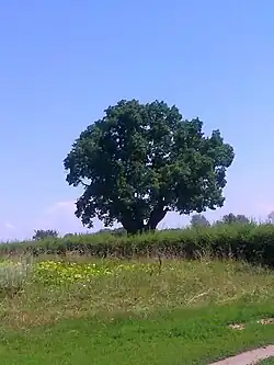 l'arbre hisotirque de Taras Chevtchenko, 1846, classé,