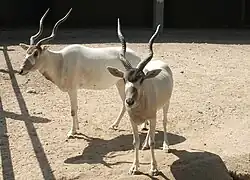Au parc zoologique de Tachkent.