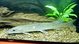 Esox reichertii