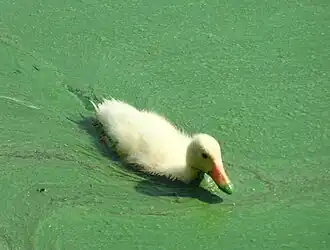Canard colvert avec un plumage blanc sur le lac Belskoe&nbsp;(ru) en Russie.