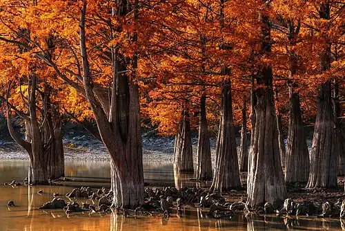 Cyprès chauves près de Sukko dans le kraï de Krasnodar (Russie).