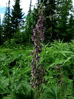 Aconite bujbense, endémique au Saïan occidental.
