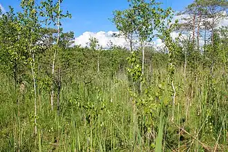 plaine inondable de la rivière Zbitenka, classée
