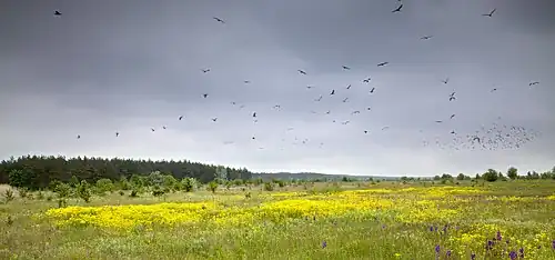 La réserve ornithologique de Boulakivski, classée.