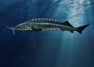 Esturgeon à caviar Huso huso, espèce menacée