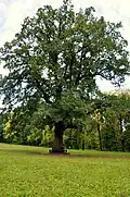 Chêne à son nom classé n° 71-108-0305 dans le parc Sofiyivsky.