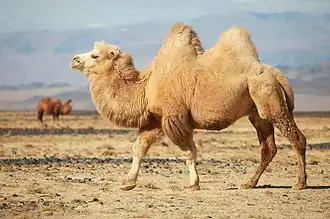 Camelus bactrianus