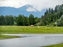 Vache broutant l'herbe.