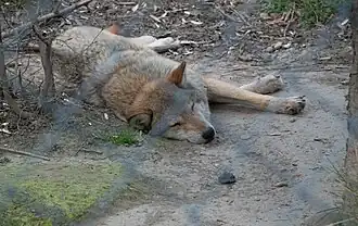de réintroduction de la vie sauvage.