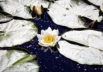 Un nénuphar sur le lac.