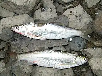 Description de l'image Востробрюшки, пойманные в Амуре.JPG.