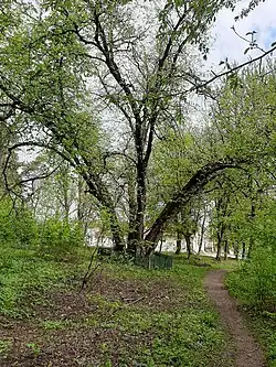 Le nœud d'arbres, classé,