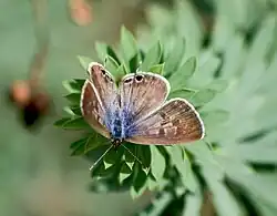 Dessus d'une femelle.