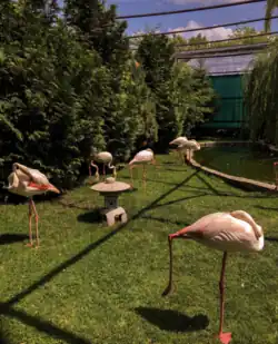 Flamants roses.