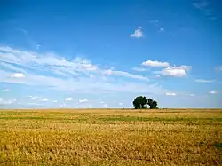 Photo d'un paysage agricole totalement plat, avec une moitié qui est un champ jaune et l'autre partie qui est le ciel, avec seulement quelques arbres sur la ligne d'horizon.