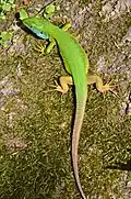 lacerta viridis,