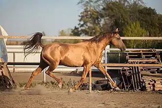 Cheval roux-doré vu de profil droit, au trot.