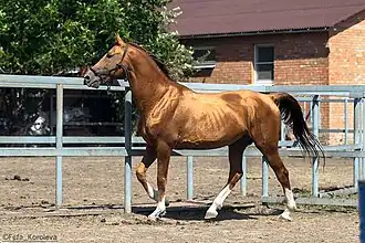 Cheval du Don alezan à reflet brillant.