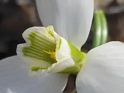 Intérieur de la corolle de Galanthus elwesii